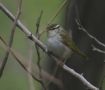 Eastern Crowned Warbler, China 9th of May 2009 Photo: Rune Bisp Christensen