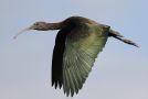 Glossy Ibis, Adult - non-breeding plumage - 