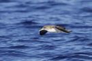 Cory's Shearwater, Portugal 24th of August 2011 Photo: Eric Didner