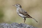 Berthelot's Pipit, Portugal 22nd of August 2011 Photo: Eric Didner