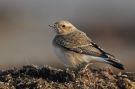 Pied Wheatear, Sweden 16th of November 2011 Photo: Mikael Nord