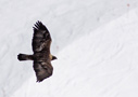 Golden Eagle, Overside, Austria 24th of March 2011 Photo: Nis Lundmark Jensen
