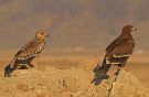 Eastern Imperial Eagle, Aquila heliaca & Aquila nipalensis, Oman 24th of November 2010 Photo: Christer Brostam