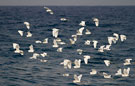 Little Egret, Silkehejrer over Middelhavet, Greece 30th of September 2011 Photo: Hans Henrik Larsen
