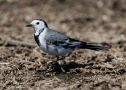 Hvid Vipstjert, First record for Kyrgyzstan - White Wagtail ssp. <i>baicalensis</i> female, Kirgisien 14. april 2011 Foto: Michael Westerbjerg Andersen