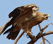 Tawny Eagle, Ready to take off, Kenya 1st of July 2011 Photo: Hans Henrik Larsen