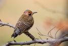 Northern Flicker, USA 25th of December 2011 Photo: Daniel Pettersson
