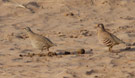 Ørkenhøne, Male and female (to the left), Jordan 15. december 2011 Foto: David Erterius