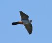 Red-footed Falcon, han, Greece 23rd of April 2011 Photo: Lauge Fastrup