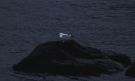 Bonaparte's Gull, 2cy - first record for the Faroes, Faeroes Islands 11th of January 2012 Photo: Rodmund á Kelduni