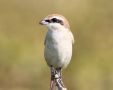 Brown Shrike, India 2nd of January 2012 Photo: Paul Patrick Cullen