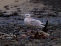 Iceland Gull, Adult Kumlien's Gull, Faeroes Islands 10th of January 2012 Photo: Silas K.K. Olofson