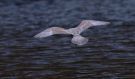 Iceland Gull, A dark second-winter (3cy) Kumlien's Gull, Faeroes Islands 10th of January 2012 Photo: Silas K.K. Olofson