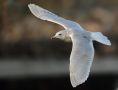 Iceland Gull, Sweden 19th of January 2012 Photo: Mikael Nord