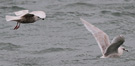 Hvidvinget Måge, 3K <i>ssp. glaucoides</i> og 4K Kumlien's Måge i samme billede, Danmark 22. januar 2012 Foto: Hans Henrik Larsen