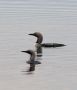Black-throated Loon, Pair of Black-throated Diver in northern Sweden, Sweden 1st of July 2011 Photo: David Andersson