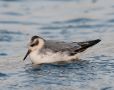 Red Phalarope, 1cy, Sweden 26th of November 2011 Photo: David Andersson