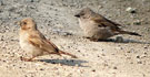 Northern Grey-headed Sparrow, Kenya 29th of June 2011 Photo: Hans Henrik Larsen
