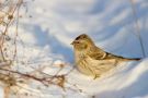 Arctic Redpoll, Winter treasures of Stockholm, Sweden 29th of January 2012 Photo: Daniel Pettersson