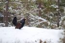 Western Capercaillie, Winter treasures of Stockholm - part 3, Sweden 27th of January 2012 Photo: Daniel Pettersson