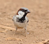 House Sparrow, Male, Kenya 3rd of July 2011 Photo: Hans Henrik Larsen