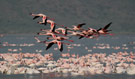 Lesser Flamingo, Kenya 26th of June 2011 Photo: Hans Henrik Larsen