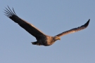 White-tailed Eagle, Ad., Denmark 4th of February 2012 Photo: Steen E. Jensen