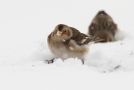 Snow Bunting, Sweden 4th of February 2012 Photo: Johannes Rydström