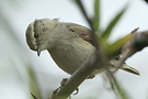 Hume's Leaf Warbler, Humesanger, India 30th of January 2012 Photo: Helge Sørensen