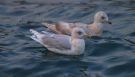 Iceland Gull, 3cy and adult, Faeroes Islands 5th of February 2012 Photo: Silas K.K. Olofson
