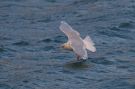 Iceland Gull, Adult, Faeroes Islands 5th of February 2012 Photo: Silas K.K. Olofson
