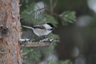 Willow Tit, Sweden 14th of February 2012 Photo: David Erterius