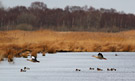 Egyptian Goose, Denmark 10th of March 2012 Photo: Hans Henrik Larsen