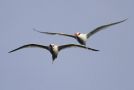 Red-billed Tropicbird, Cape Verde 27th of February 2012 Photo: Eric Didner