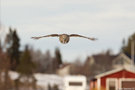 Great Grey Owl, Sweden 10th of March 2012 Photo: Johnny Salomonsson