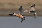 Bar-tailed Godwit, Thailand 16th of March 2012 Photo: Helge Sørensen