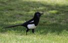 Eurasian Magpie, Morocco 18th of March 2012 Photo: Mikkel Holck