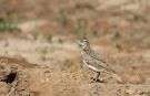 Crested Lark, Morocco 16th of March 2012 Photo: Mikkel Holck