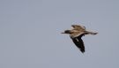 Eurasian Stone-curlew, Morocco 17th of March 2012 Photo: Mikkel Holck