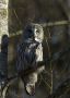 Great Grey Owl, Sweden 5th of March 2012 Photo: Thomas Bernhardsson