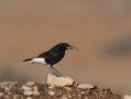 White-crowned Wheatear, Morocco 13th of March 2012 Photo: Torkild Kristensen