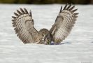 Great Grey Owl, Sweden 13th of March 2012 Photo: Johnny Salomonsson