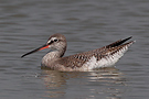 Spotted Redshank, Thailand 6th of March 2012 Photo: Helge Sørensen