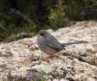 Balearic Warbler, Spain 21st of March 2012 Photo: Thorkil Brandt