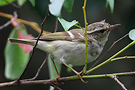 Yellow-browed Warbler, Thailand 10th of March 2012 Photo: Helge Sørensen