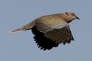Mourning Collared Dove, Egypt 3rd of April 2012 Photo: Richard Bonser