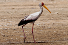 Yellow-billed Stork, Egypt 3rd of April 2012 Photo: Richard Bonser