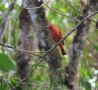 Summer Tanager, Mexico 19th of March 2012 Photo: Jens Thalund