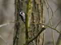 Lesser Spotted Woodpecker, hun, Denmark 13th of April 2012 Photo: John Larsen