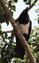 Pied Crow, Kenya 23rd of June 2011 Photo: Hans Henrik Larsen
